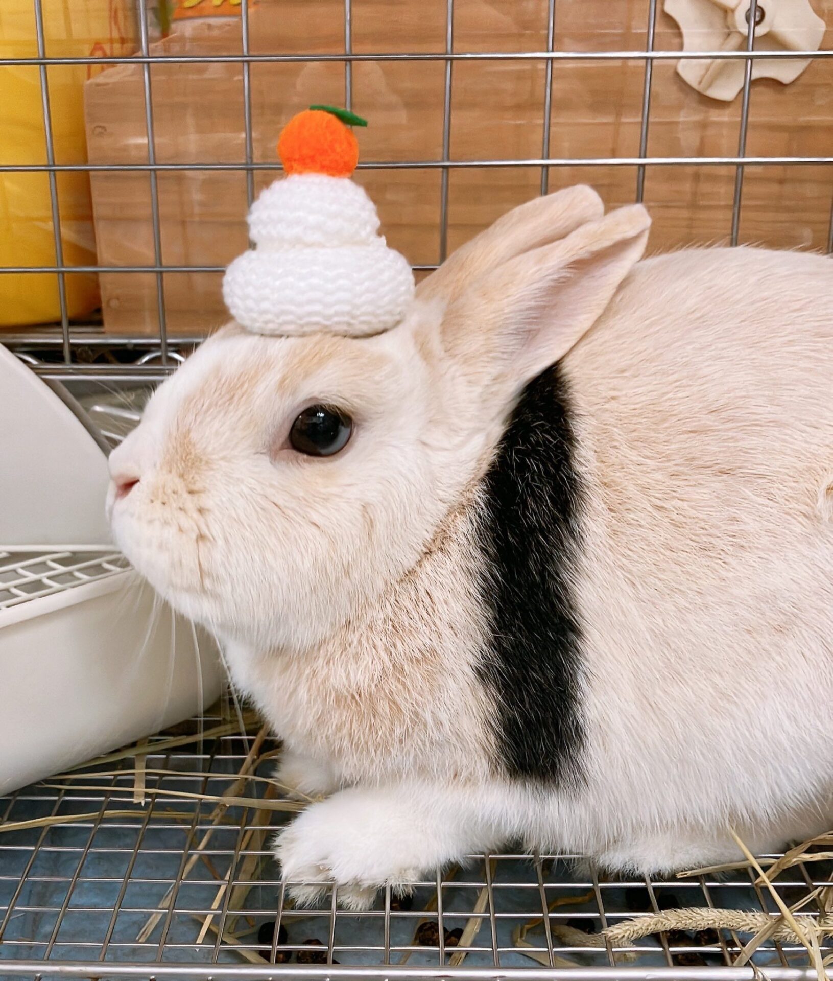 ふじみ野うさぎハウス 2025年の目標 – ふじみ野うさぎハウス＆行田