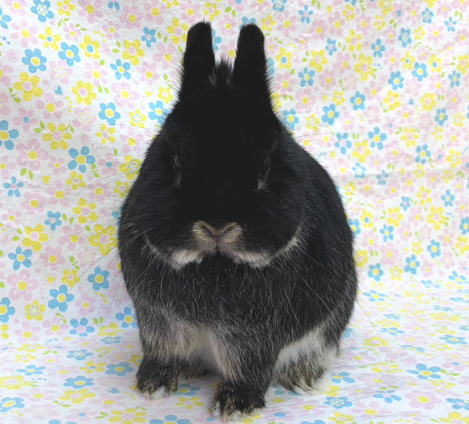 輸入 ネザーランドドワーフ AA2 ブラックオター 男の子 うさぎ専門店