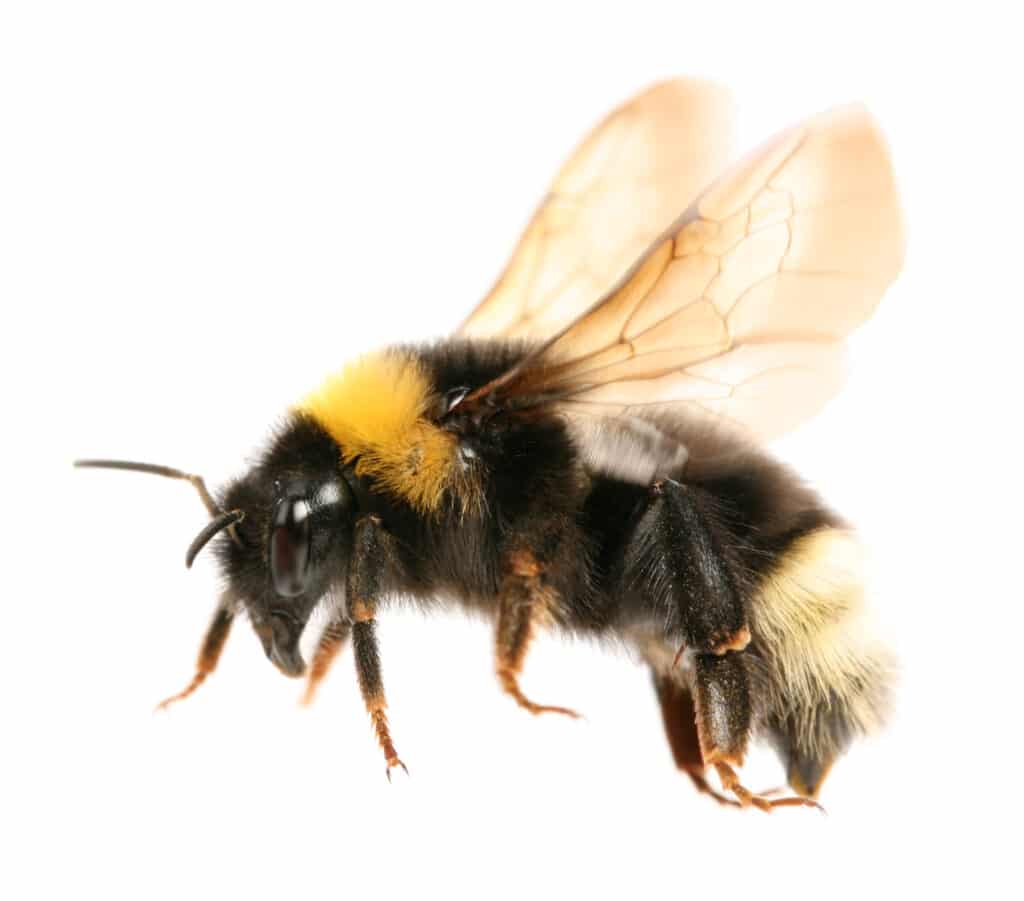 Bumble Bees: Identification Guide - US Pest Protection
