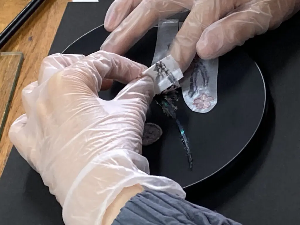 螺鈿（らでん）教室 - 浦添市美術館公式サイト