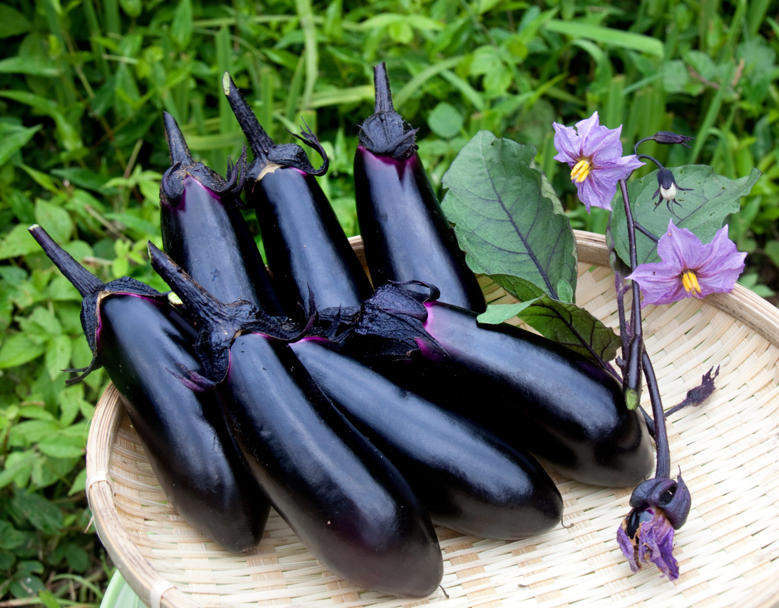 なす | VEGESH TOKYO