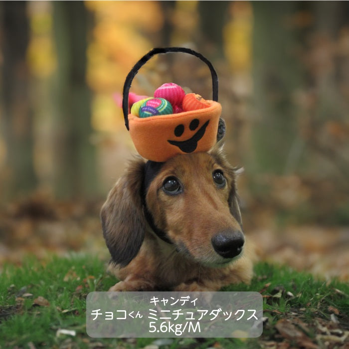 50％OFFハロウィン コスチューム 帽子 小型犬用 | VERY-PET