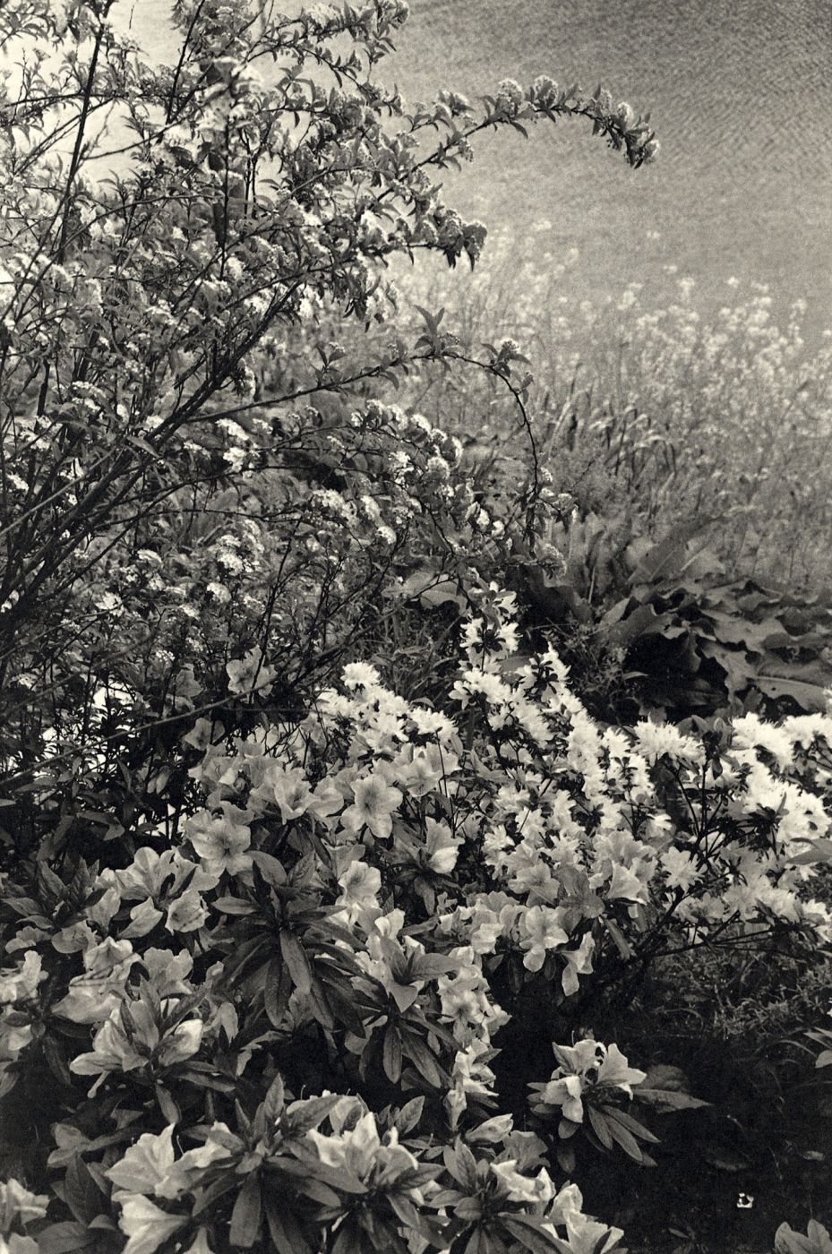 Lee Friedlander: Flowers and Trees SIGNED | Lee FRIEDLANDER | 1st
