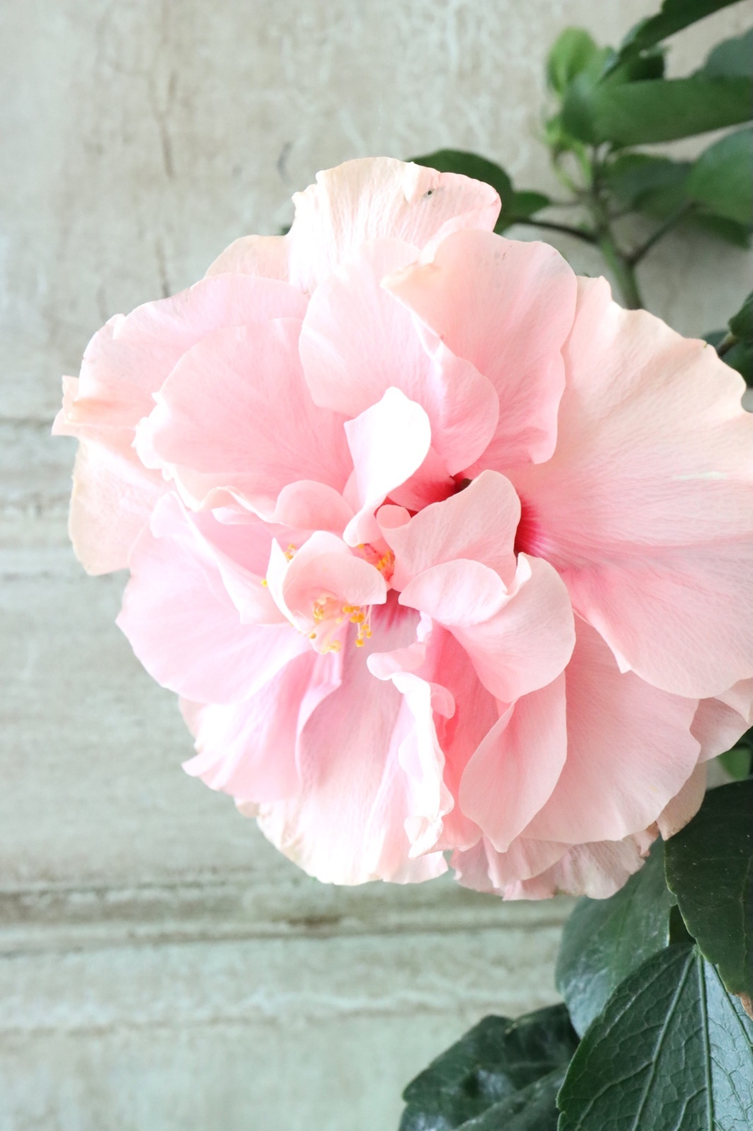 八重咲きハイビスカス 