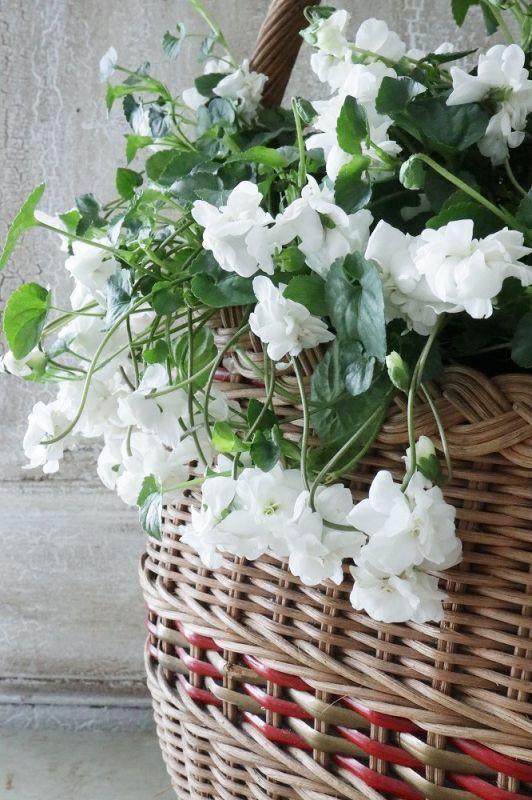 八重咲きニオイスミレ 