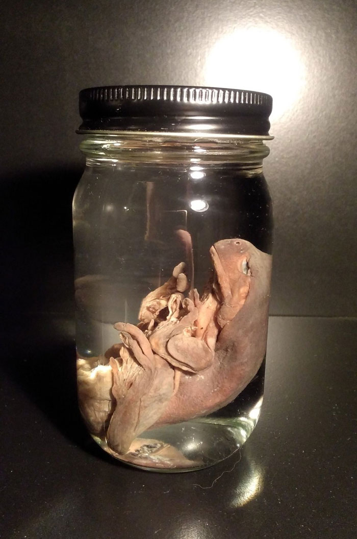 NeQro 液浸標本「イエアメカエル」淑女雑貨Toe Cocotte カエル