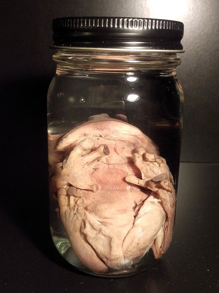 カエルホルマリン漬け液体標本