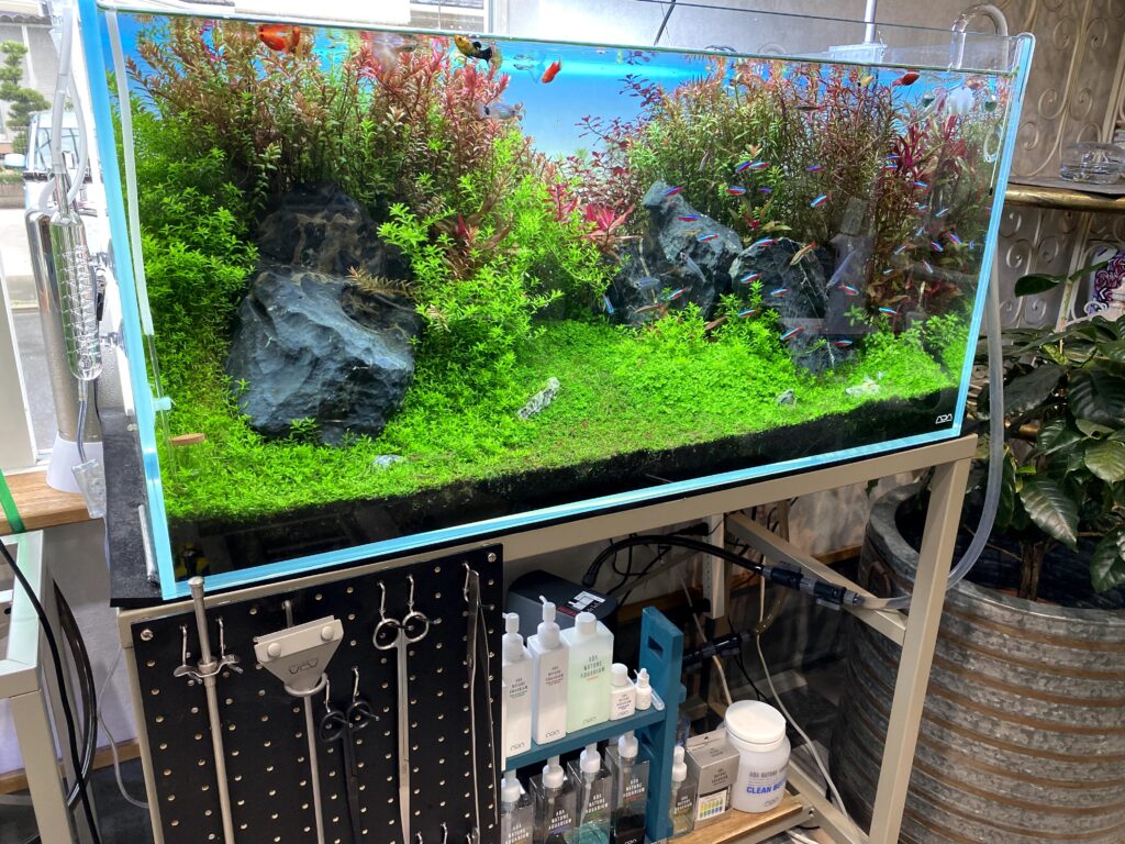 アクアポニックス】自作始めました | ”美容師クニ”の【チヌ釣りたい】