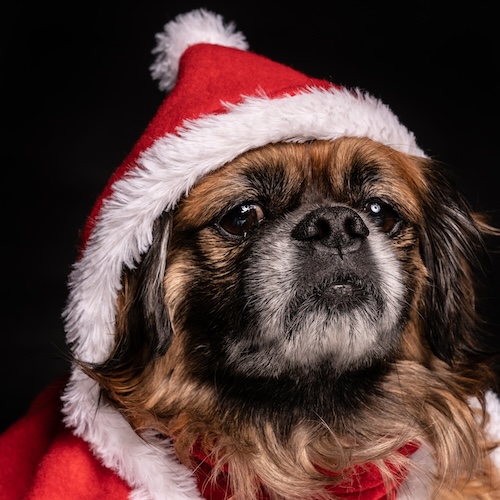 Santa Paws at The Allen Historic Train Depot - Visit Allen, Texas