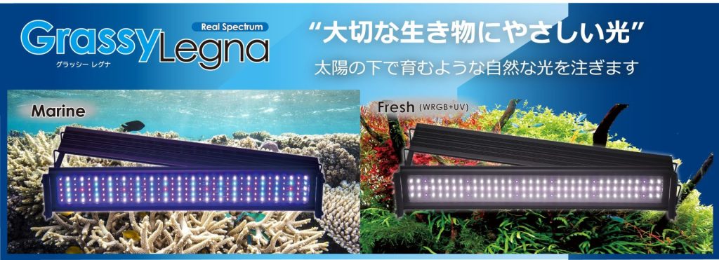 ボルクスジャパン Grassy LeDio 3個セット 製品情報