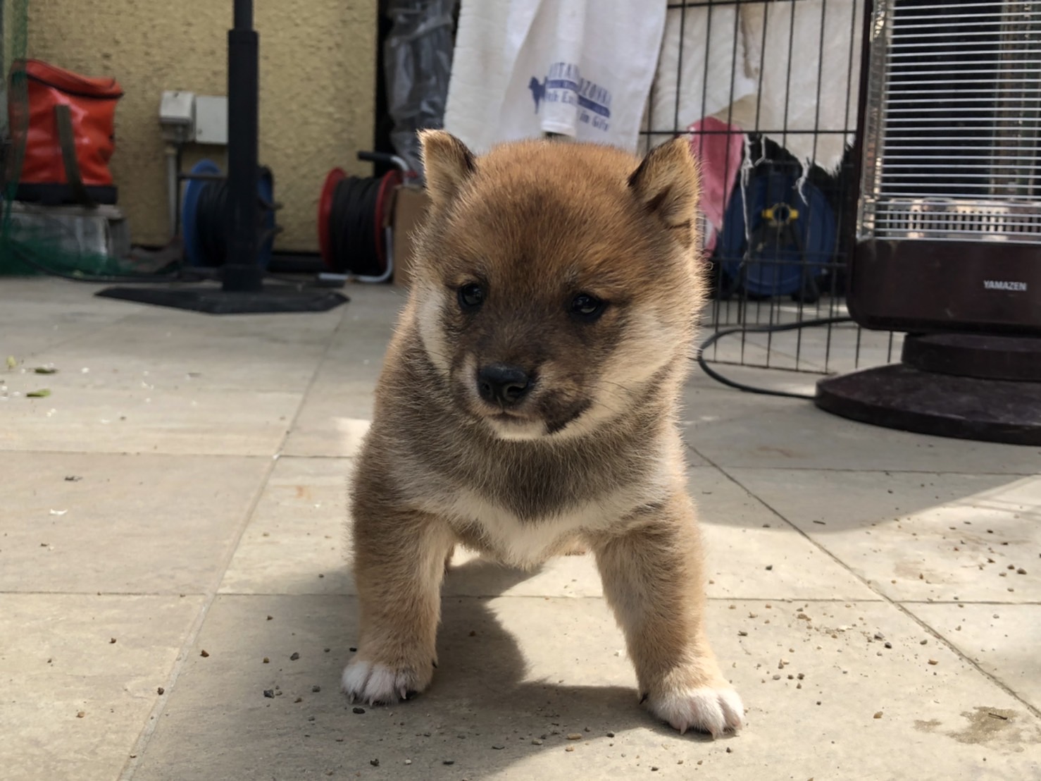 豆柴1号さま専用 豆柴1号さま専用 child_img_1_6316f1bd7b48.jpg