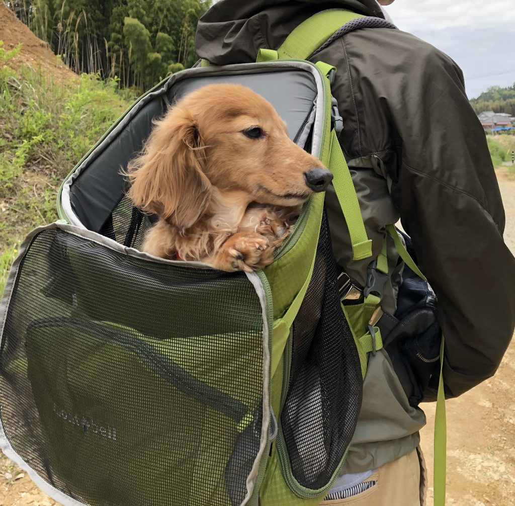 犬用キャリーバッグ。モンベルのドッグキャリングバッグとは