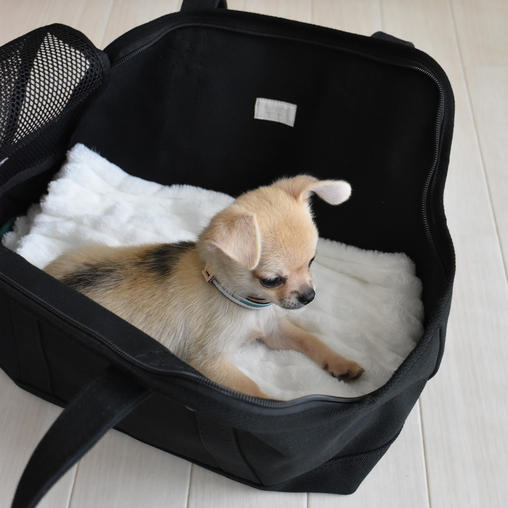 最高 キャリーバック フリーステッチ フリーステッチ free stitch