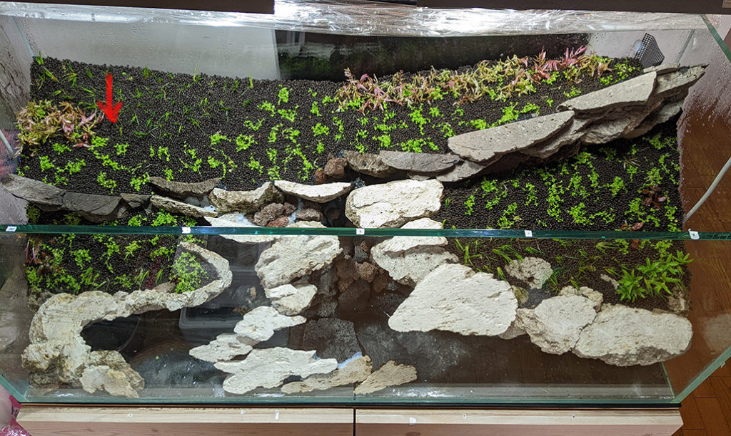 ADA 2022年度 IAPLC 世界水草レイアウトコンテスト】作品メイキング