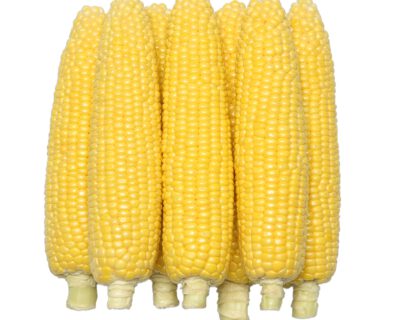 トウモロコシ - 株式会社渡辺採種場｜良いタネは明日への希望。松島