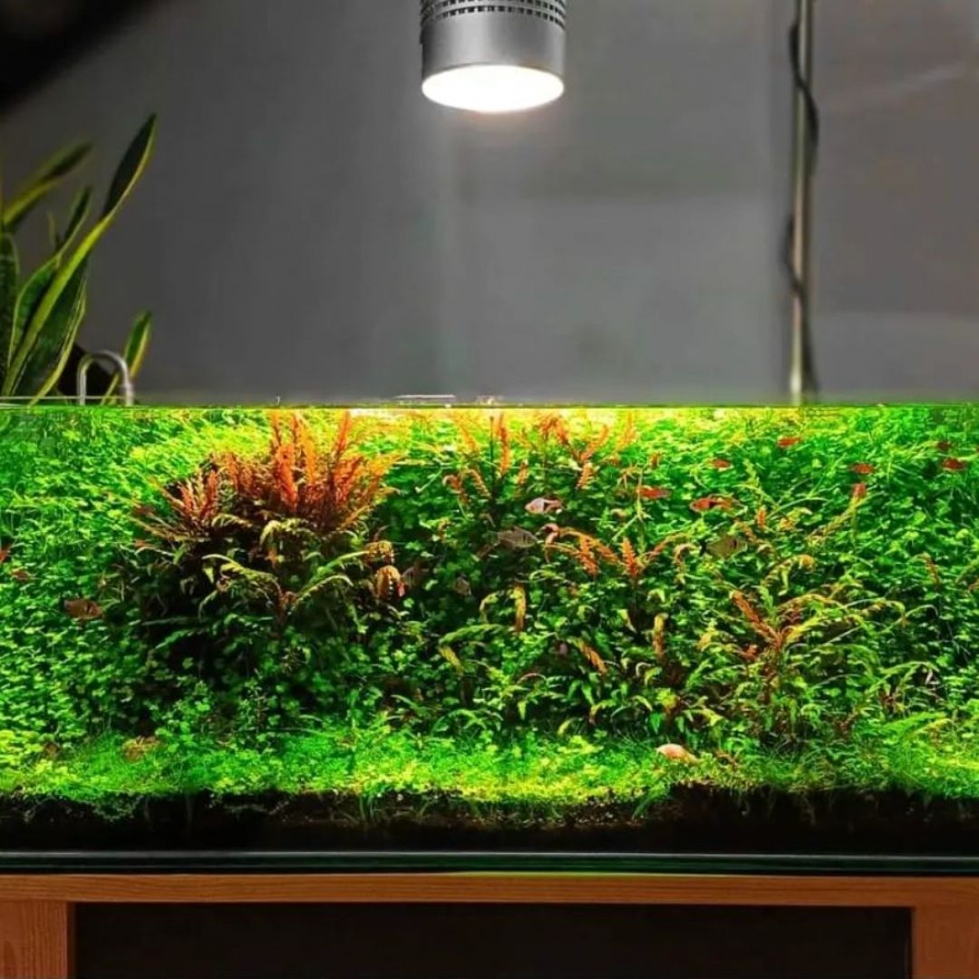 WEEK AQUA Zシリーズ 水草育成ライト