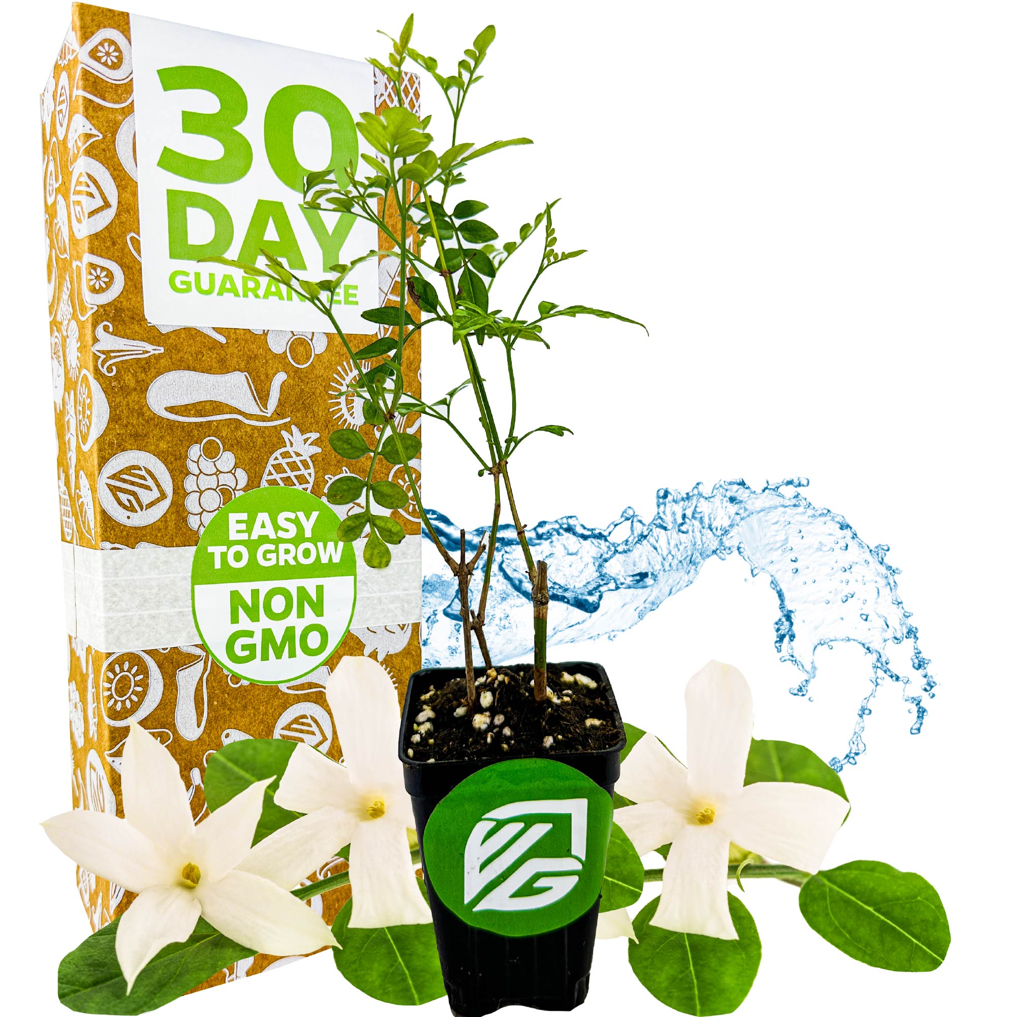 Poet's Jasmine - Jasminum officinale grandiflorum – Wellspring Gardens