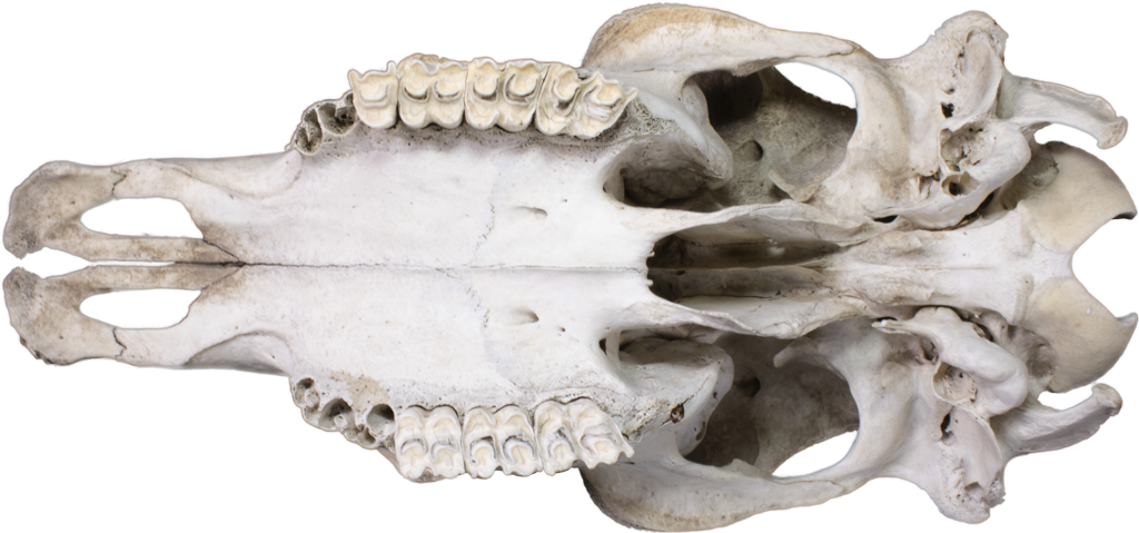 Bos taurus – What's This Skull?