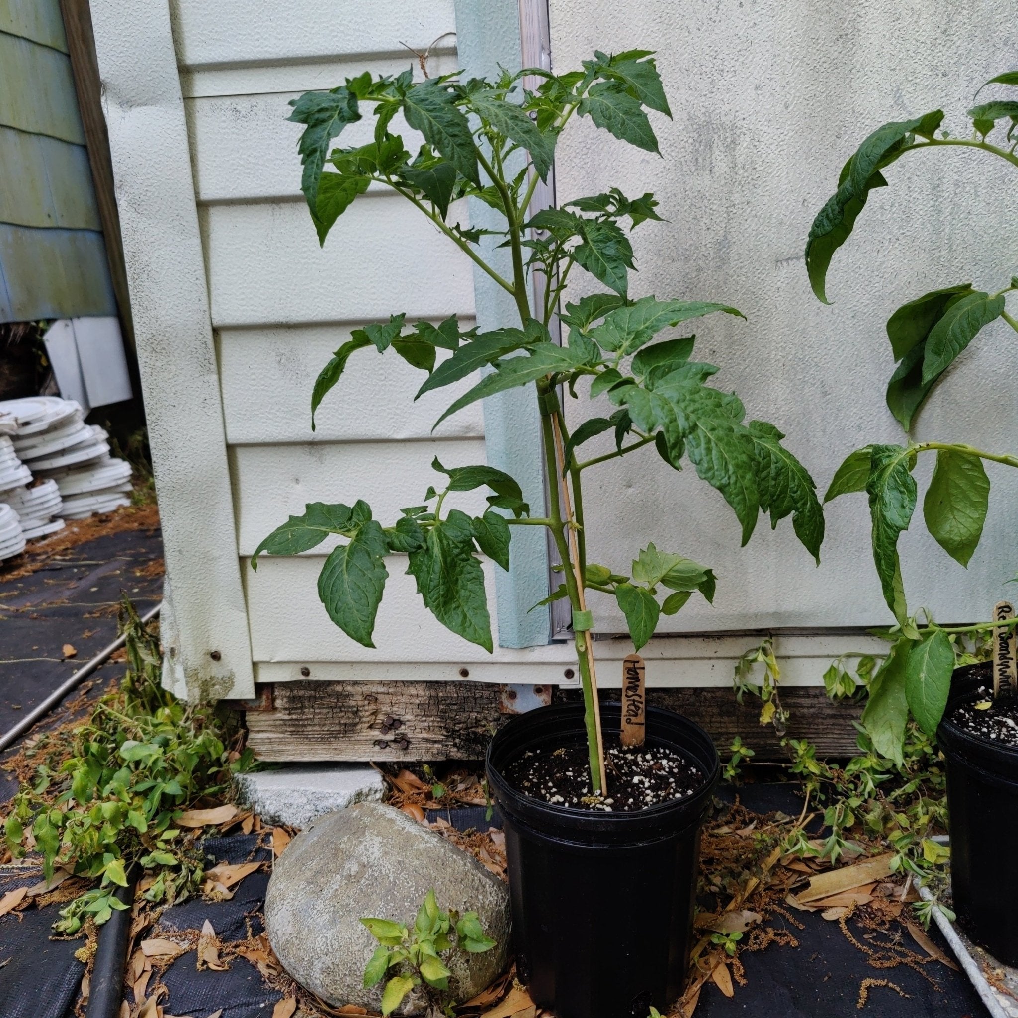 Tomato- Homestead (Determinate) (Florida heirloom)- Spring Pre