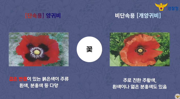 ケシ畑c 全羅北道群山市（チョルラブクド·クンサンシ）で麻薬成分が入っ