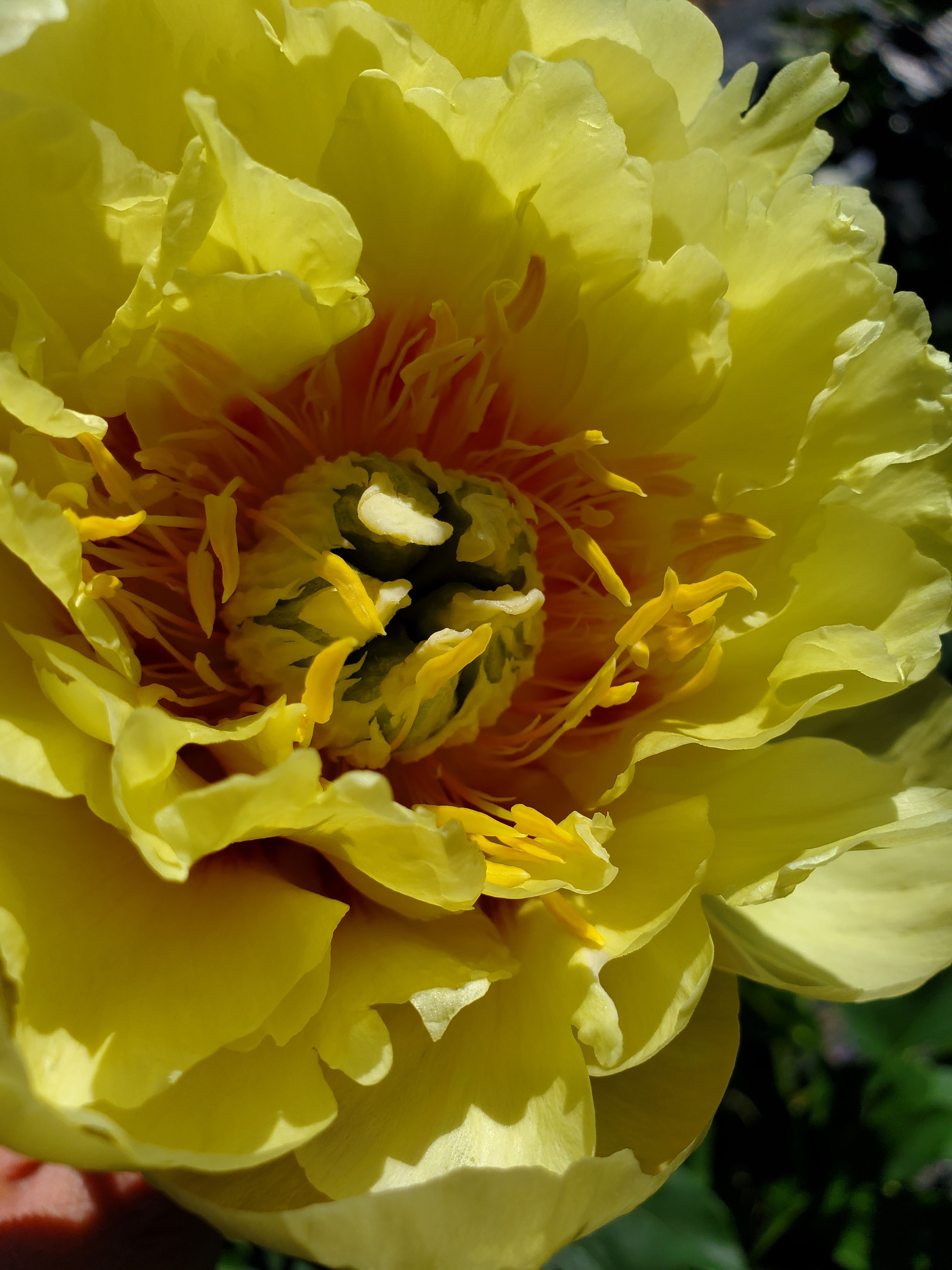 Wind Haven Farms : Peonies