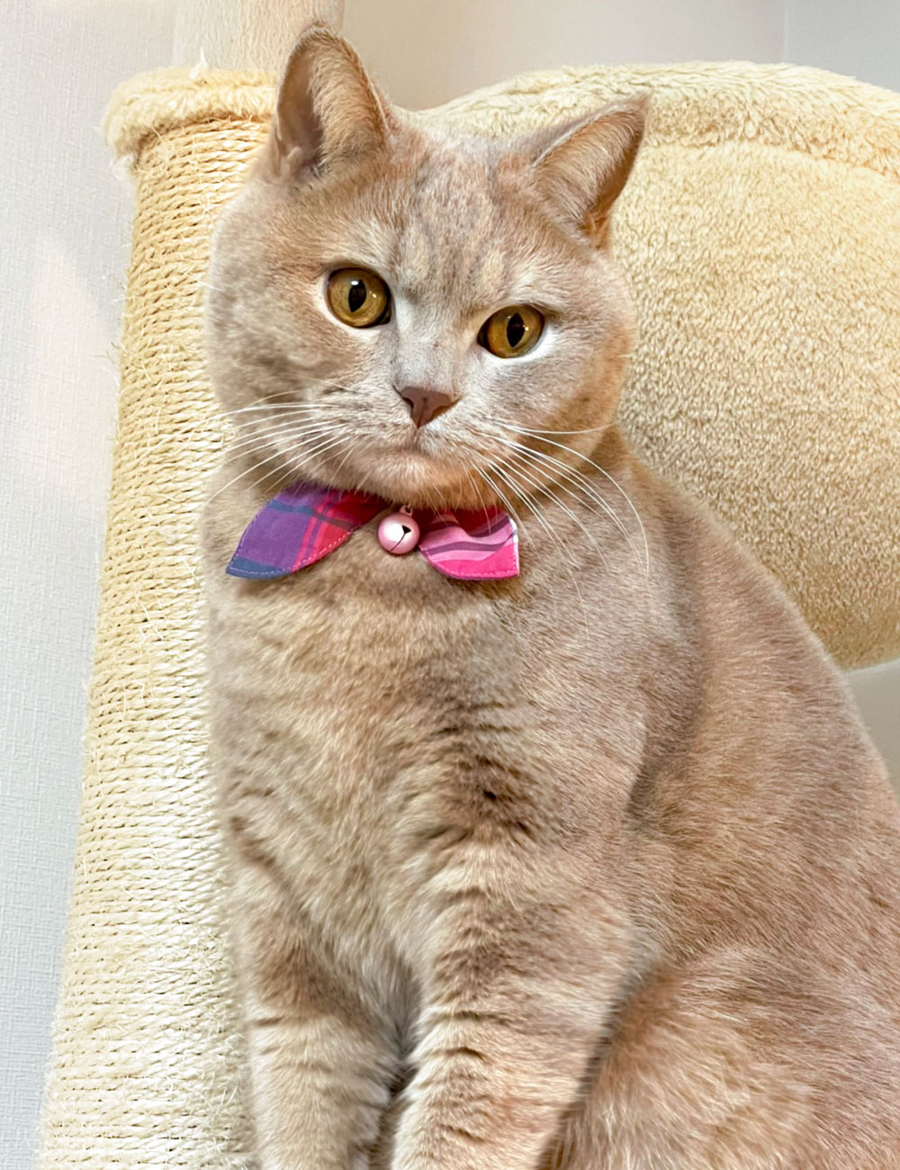 短毛シュシュ(ピンク②)わんちゃん猫ちゃん用