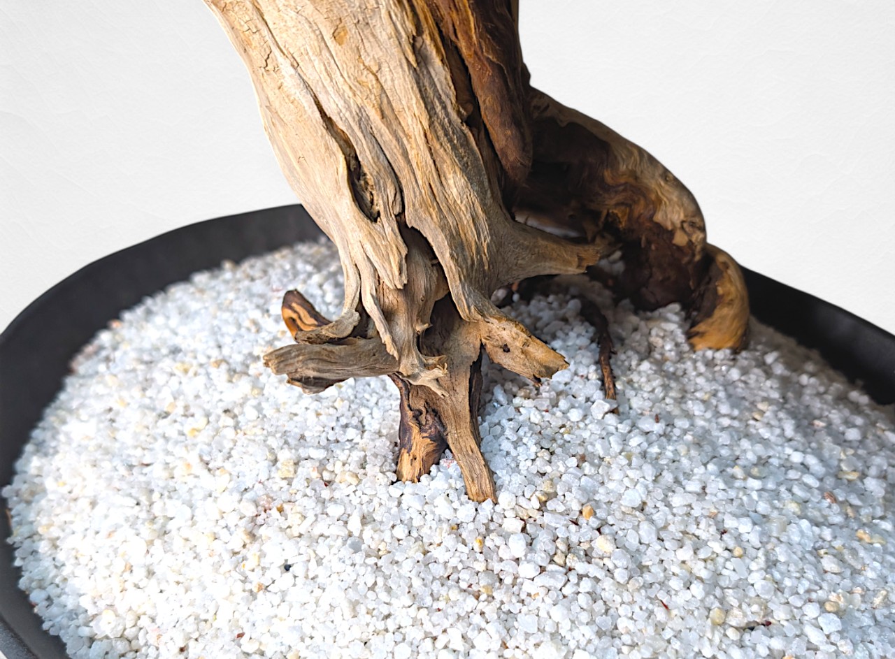 WITHERS BONSAI】盆栽アート”枯れた盆栽の再生” S25802 – 再生盆栽