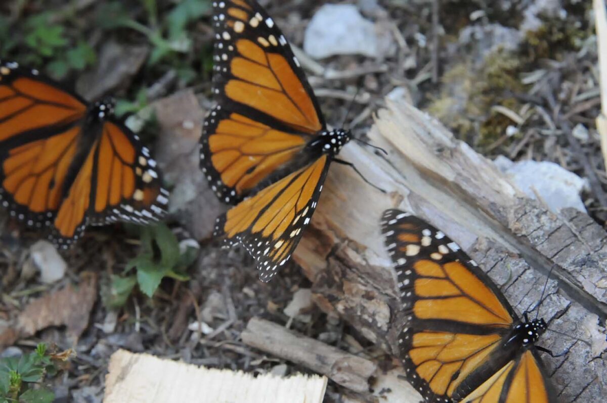 蝶標本 オオカバマダラ各種 リルマダラ亜属 産地別コレクション研究用