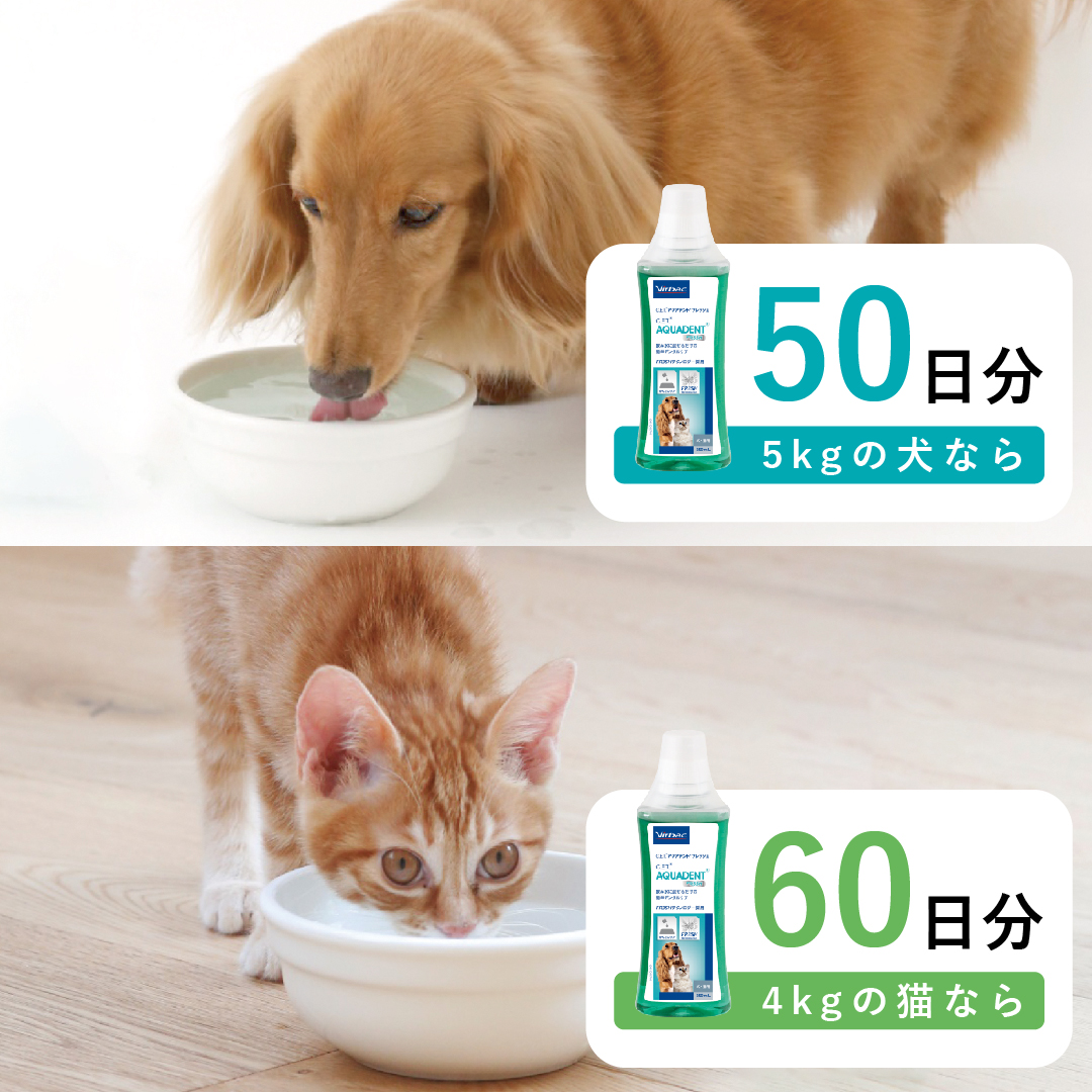 C.E.T.アクアデントフレッシュ