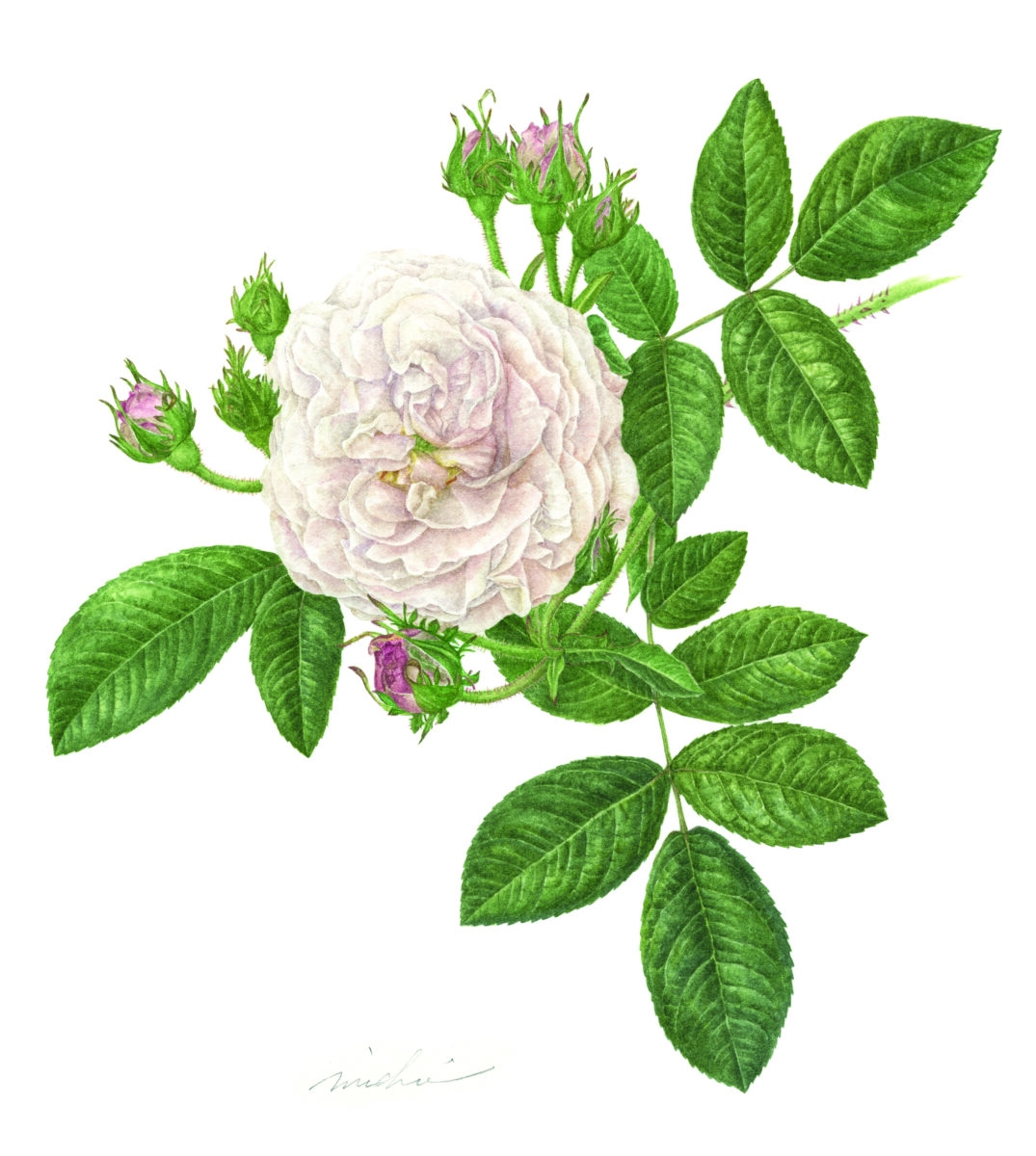 ばらの絵画展 | ばらの展示 | Rose Expo FUKUYAMA 2025 | 第20回世界