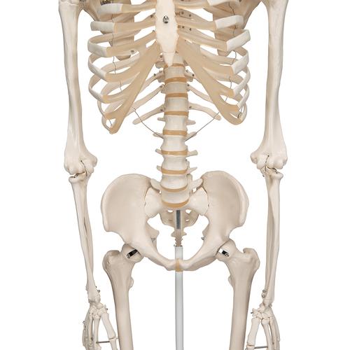 Human Skeleton Model Stan | 1020171 | 3B Scientific | A10 | Human