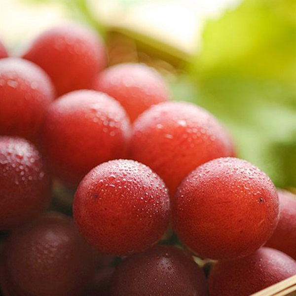 サカイダフルーツ」ルビーロマンワイン〈ルビーの輝き 2015 ロゼ