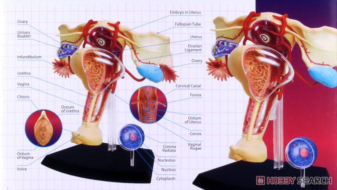 スカイネット 立体パズル 4D 人体解剖 No.15 雌性生殖器解剖 再販