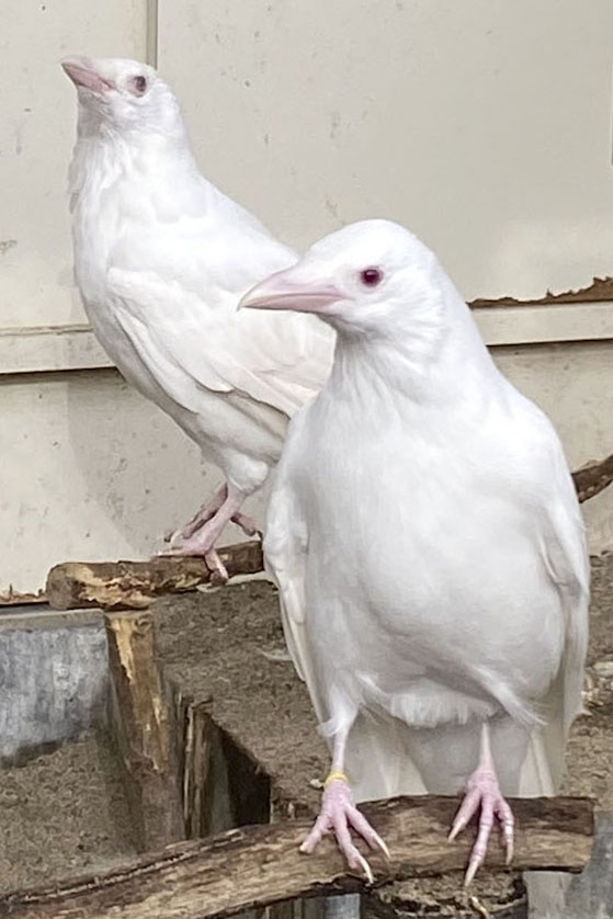 アポロンと白いカラス 白いカラスが黒く変身した理由と医術の神