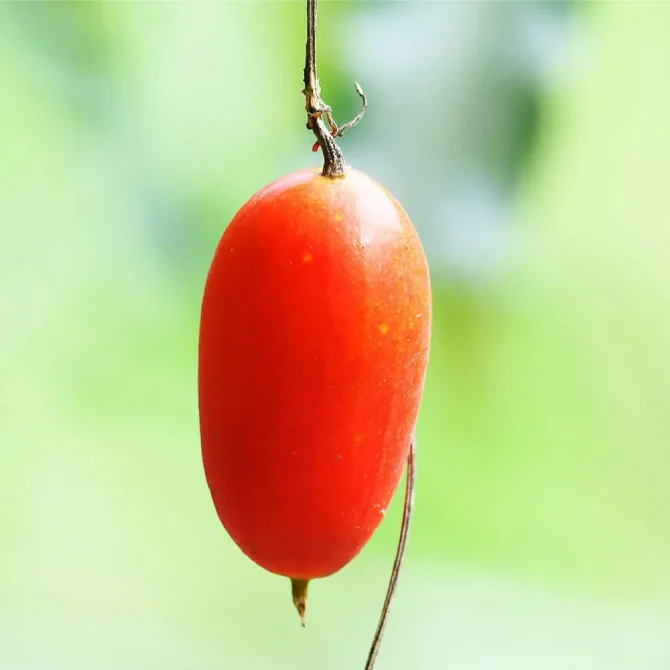 カラスウリ｜旬のもの｜暦生活 | 日本の季節を楽しむ暮らし