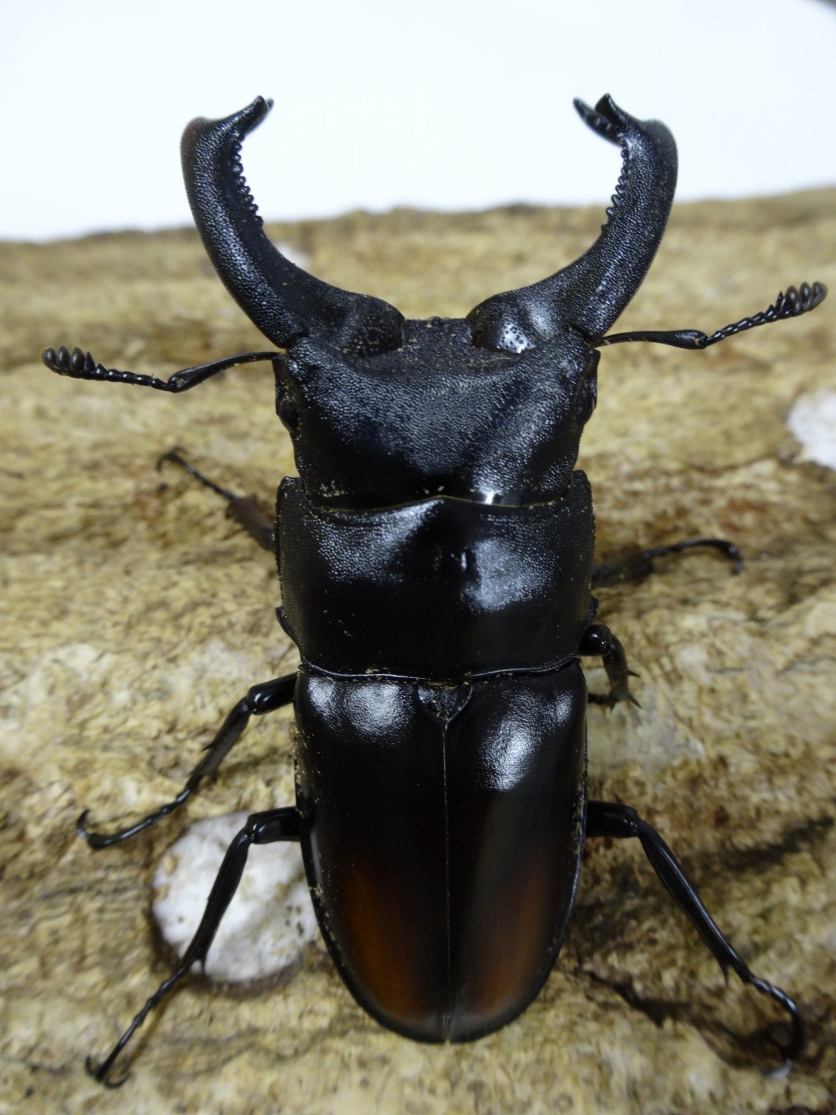 マキシカクワガタ野外品 雄67㍉ 【公式通販】