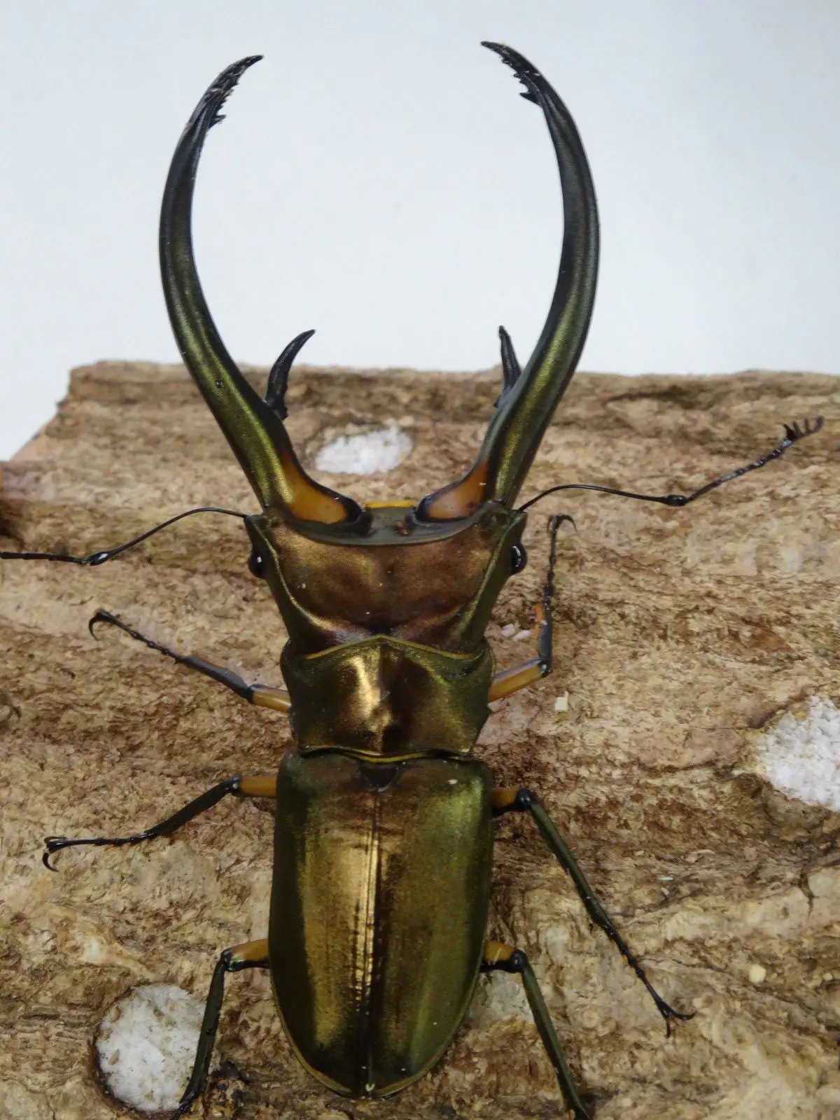 エラフスホソアカ WD 98ミリペア - クワガタ横丁