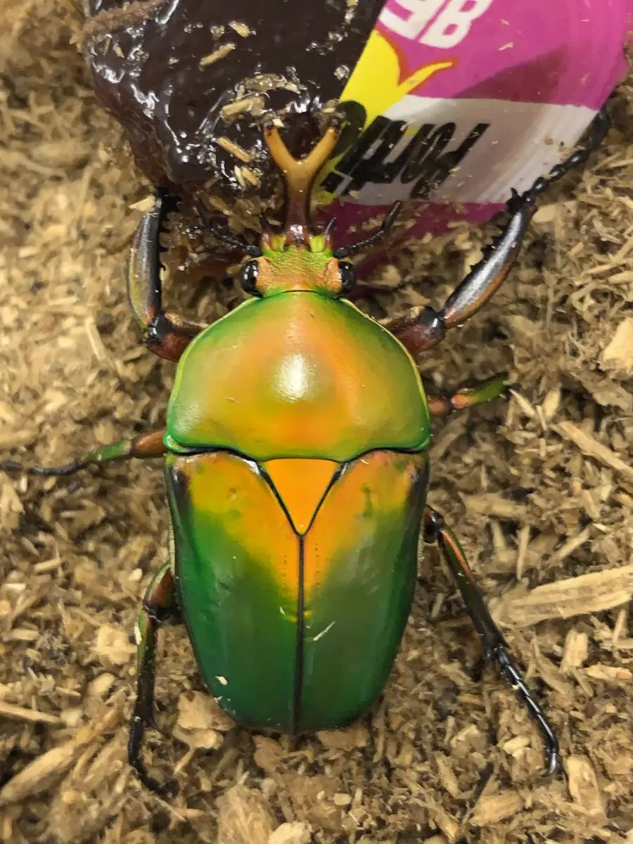 モルガンサスマタカナブン WD サイズフリーペア - クワガタ横丁