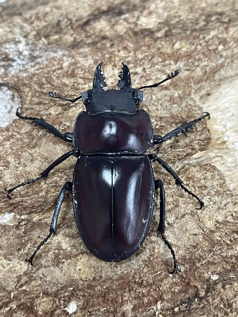 西表 ヤエヤマ マルバネ ヤエヤママルバネ 野外品 約60ミリ 西表島産