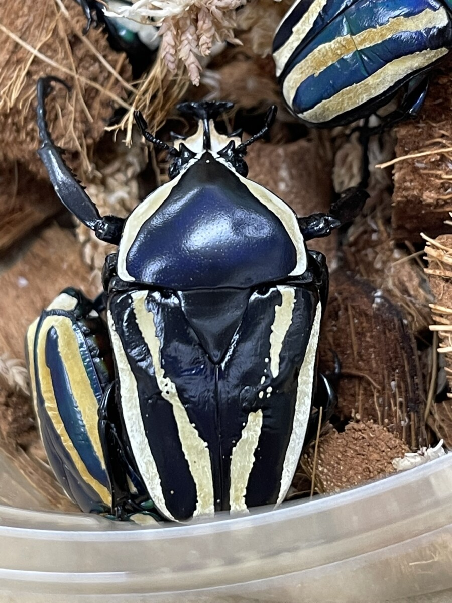 カナブン・ハナムグリ - クワガタ横丁