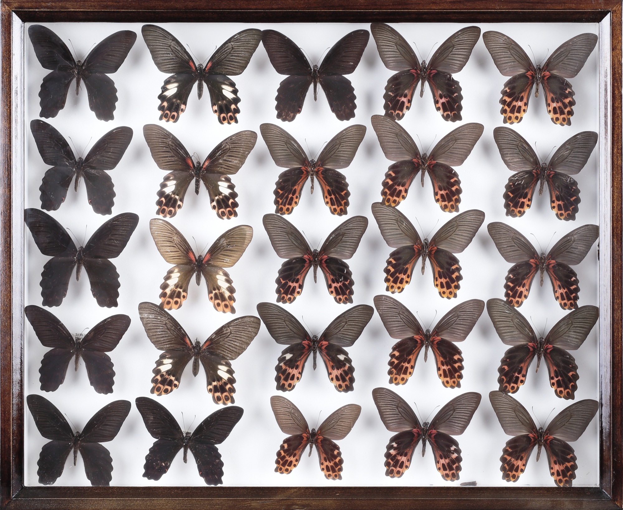 ワタナベアゲハ（1メス・台湾） 【公式通販】