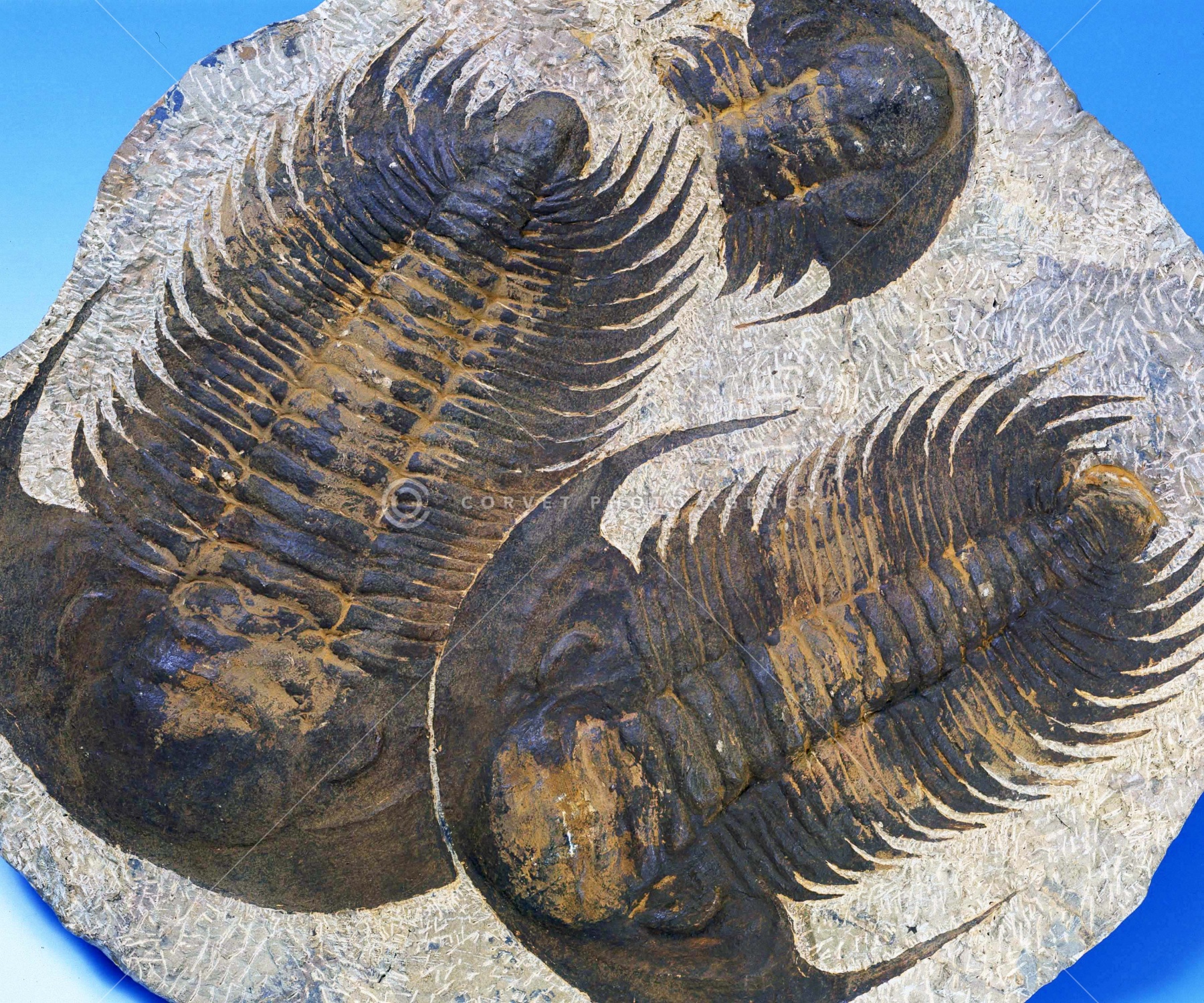 三葉虫化石fossil海ボリビア産trilobite海生動物分類⑥