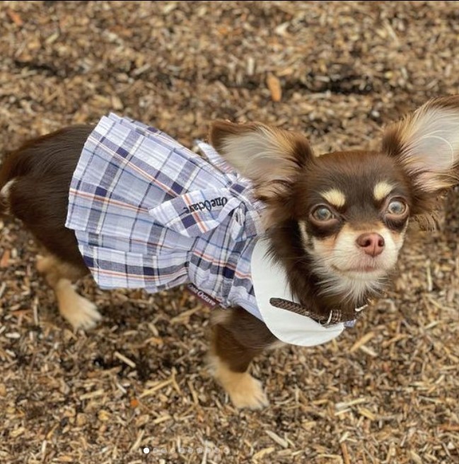 ONE OCTAVE（ワンオクターヴ）エリ付きリボンワンピ | 犬服・ドック