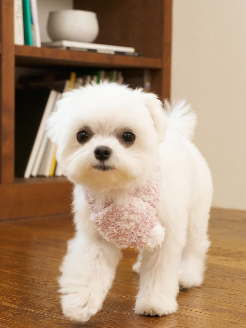 gelato pique（ジェラートピケ）【CAT&DOG】【販路限定商品