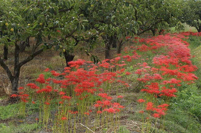 ケンコー ZX（ゼクロス）C-PLフィルター 使用レビュー