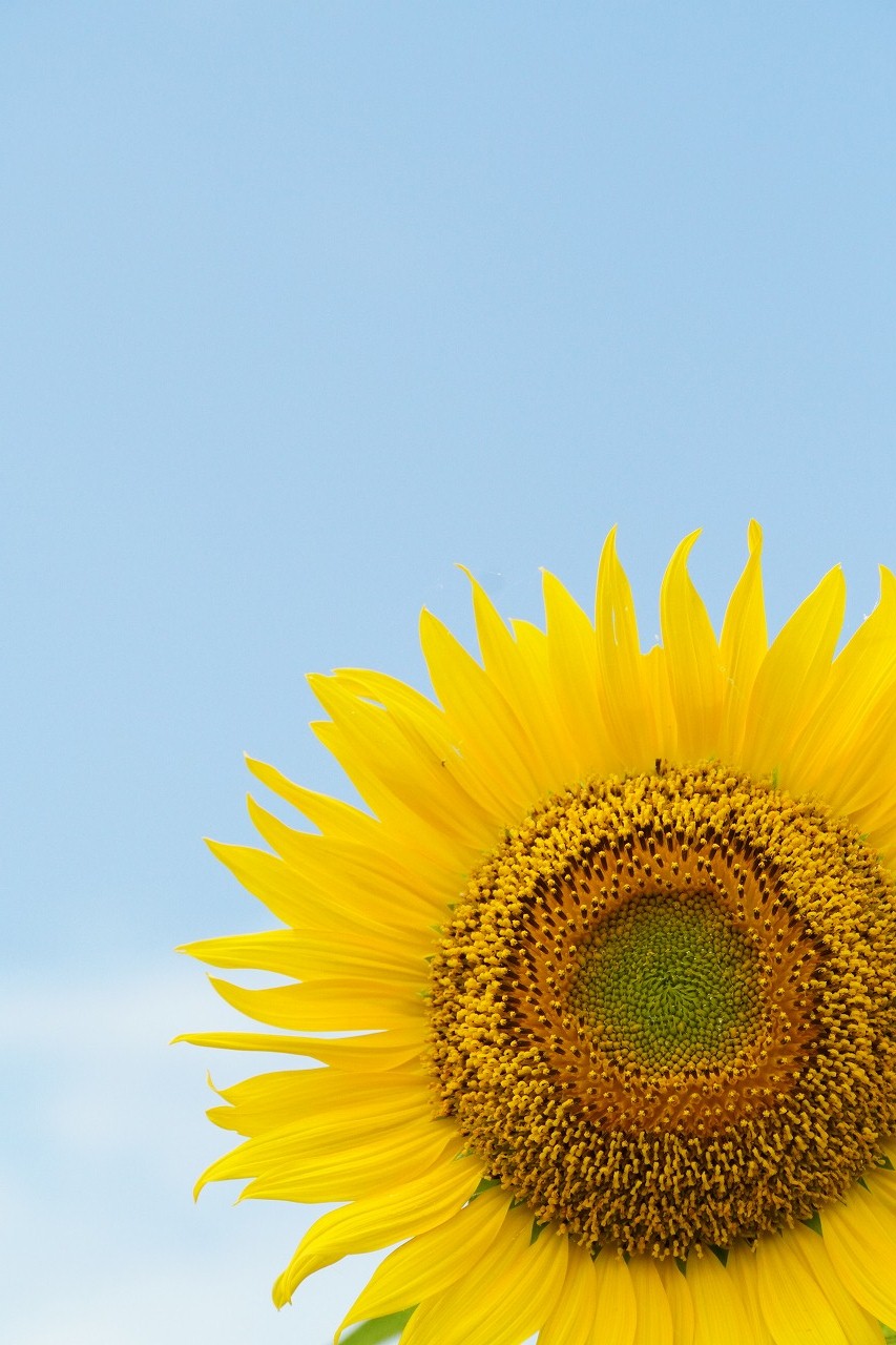 撮影地情報】SONY α6400とぶらり柳川ひまわり園へ！（福岡県）