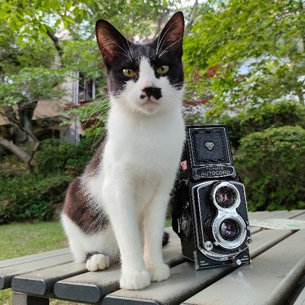初めての二眼レフにオススメ！ ミノルタオートコード 【兵庫の猫 撮影