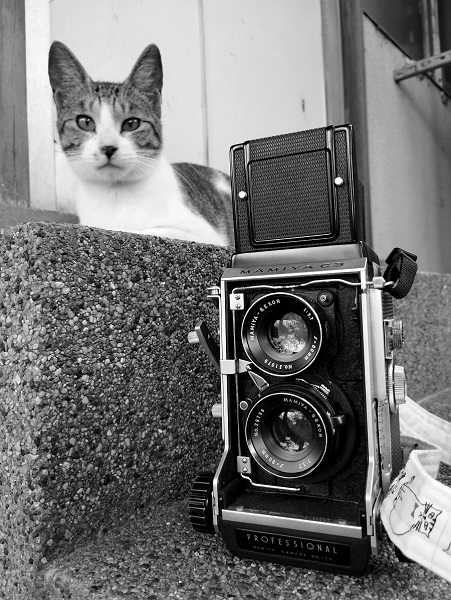 レンズ交換ができる二眼レフ マミヤC3プロフェッショナル 【兵庫の猫