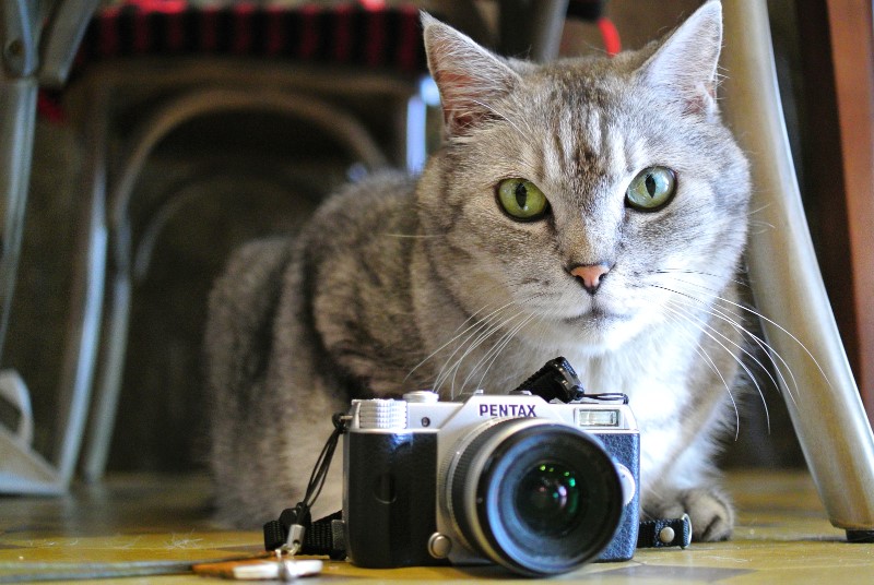 3万円以内で購入できるミラーレス PENTAX Q10 【枚方の猫撮影レビュー】