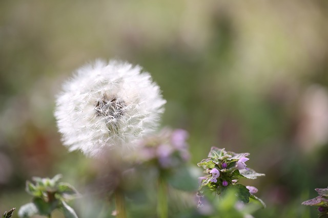 キヤノン EF100mm/F2.8L マクロ IS USM 商品レビュー